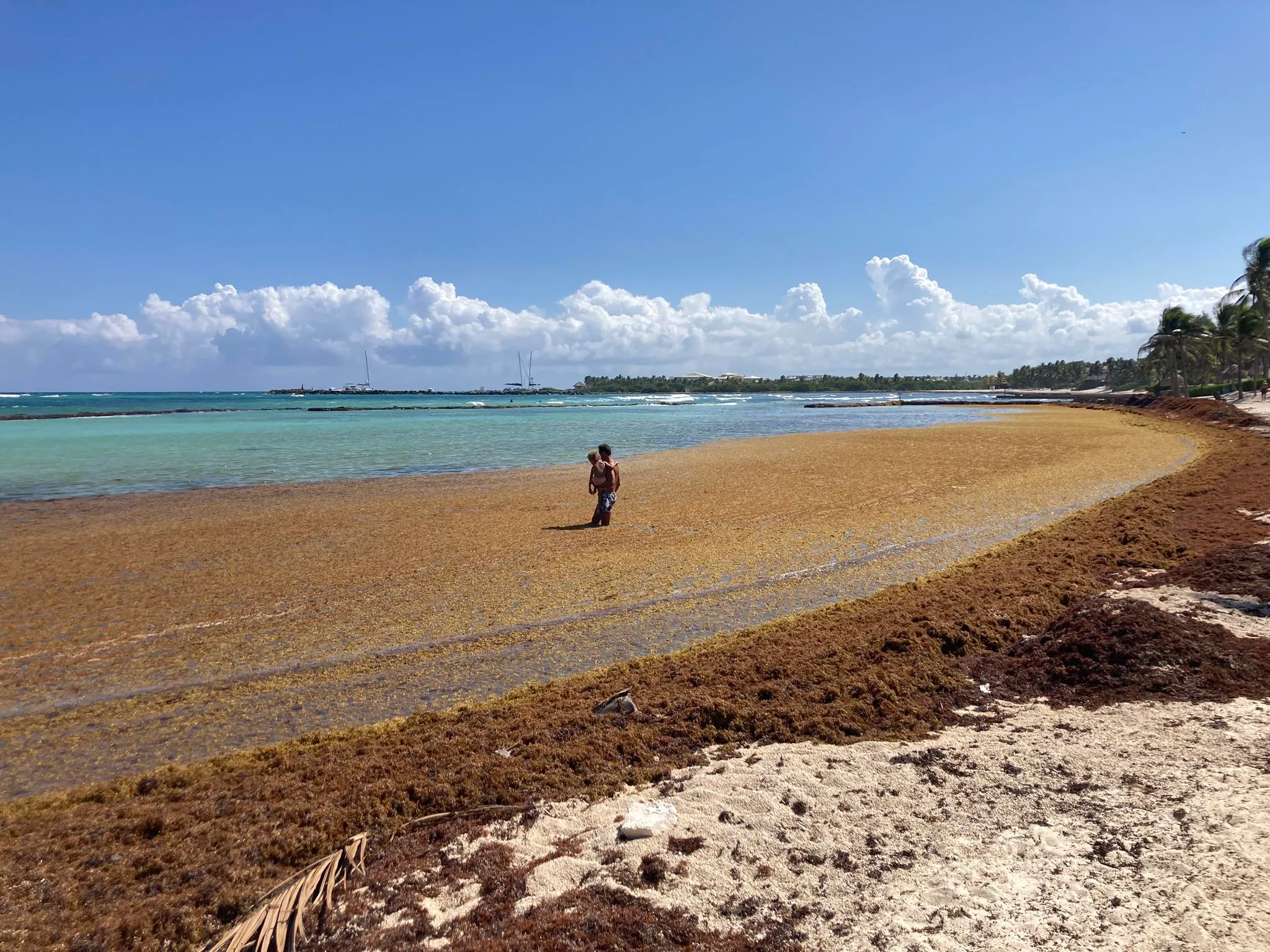 sargassum puerto aventuras 2025