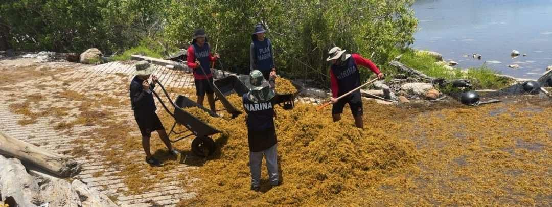 A large pile of sargassum seaweed washed up on a sandy beach