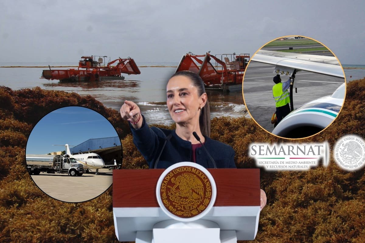 A large accumulation of sargassum seaweed on a beach in the Caribbean region