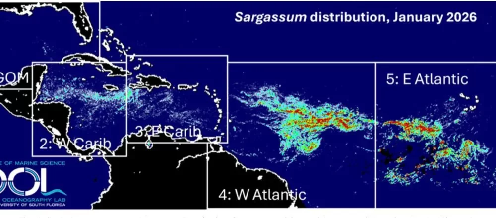 Sargazo seaweed washing ashore on a beach in the Mexican Caribbean