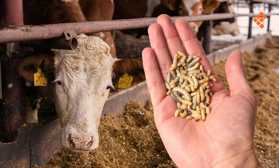 Map or chart showing distribution of screwworm infestation cases across Mexican states