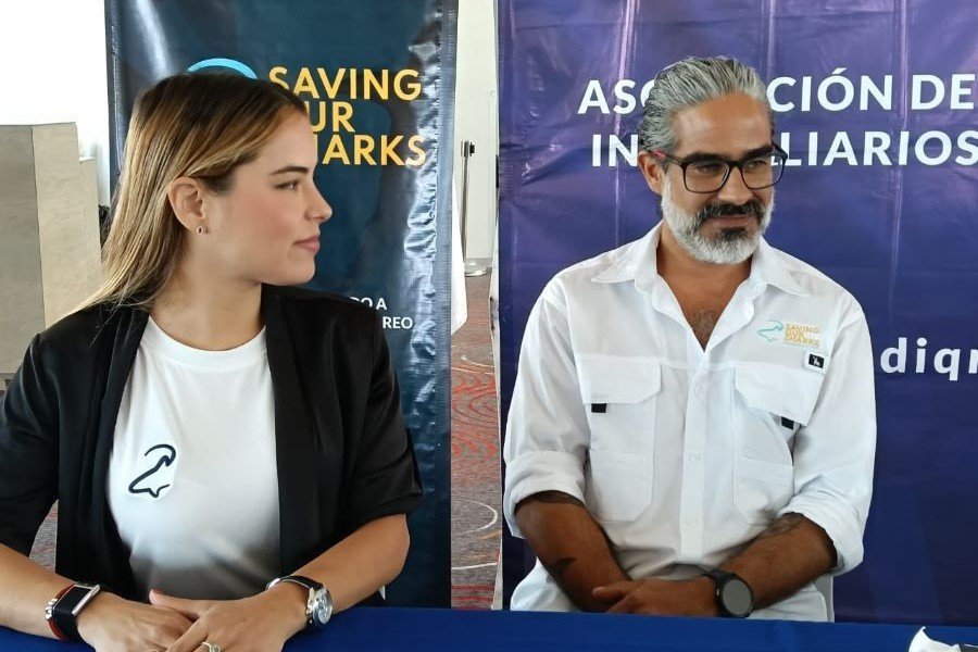 Sharks swimming in clear Caribbean waters near Playa del Carmen