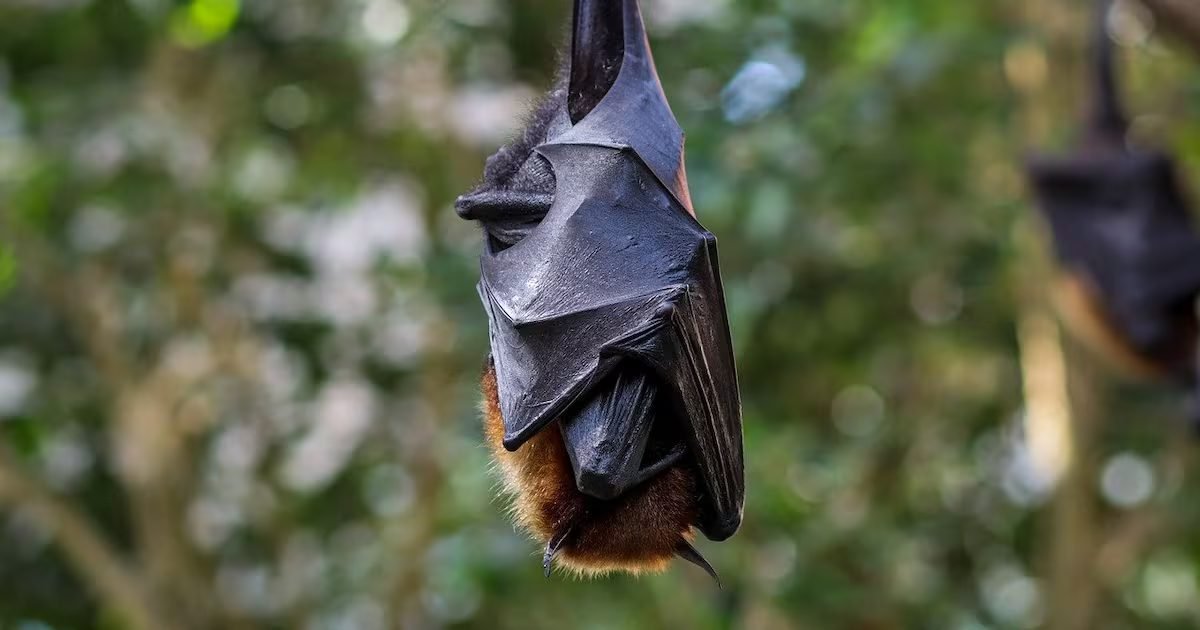 Health alert issued in Veracruz after a human rabies death