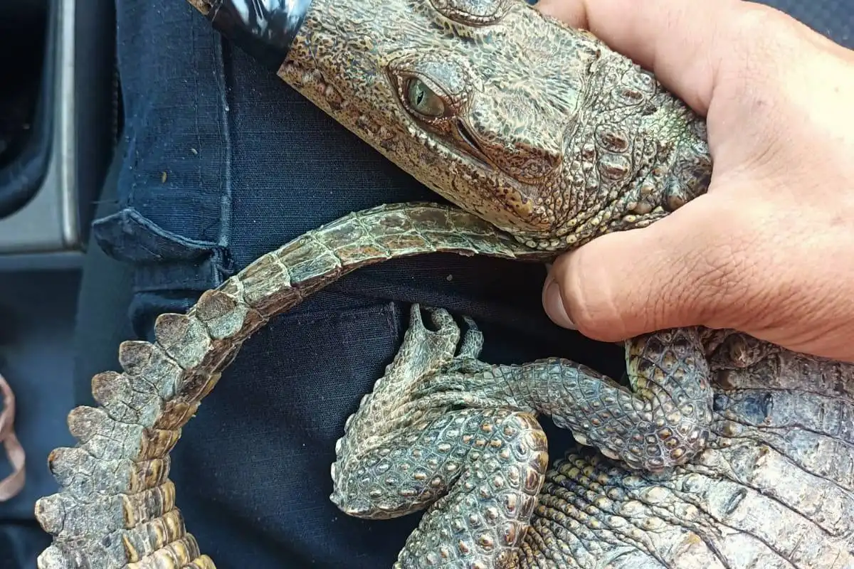 Firefighters rescue a crocodile from a residential area in Puerto Morelos, Quintana Roo