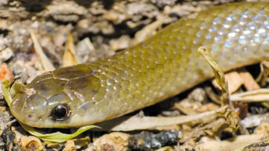 Photo of the newly discovered Yakacoatl tlalli snake species found in Puebla, Mexico
