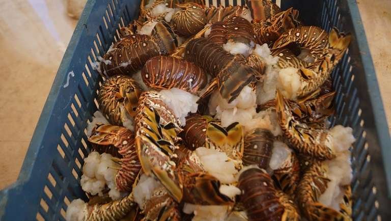 A lobster caught in Yucatan waters during the fishing season