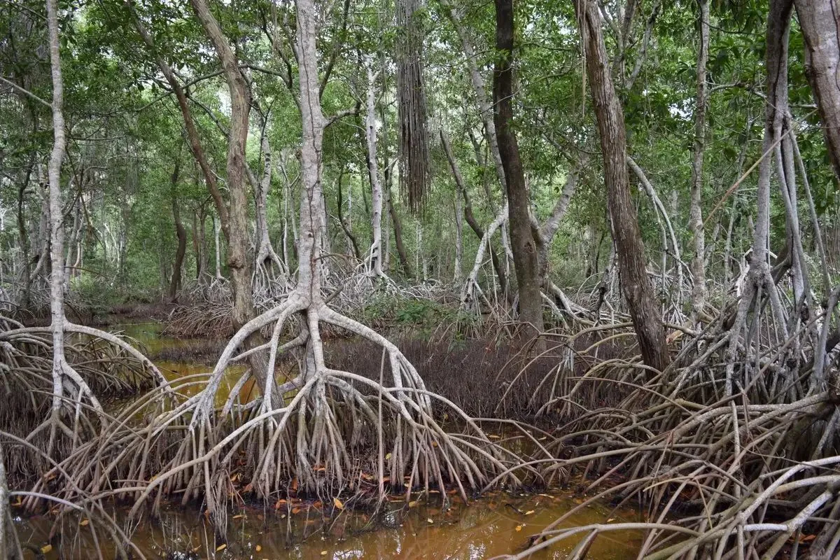 Aerial view of mangroves and wetlands in the Yucatan Peninsula, Mexico