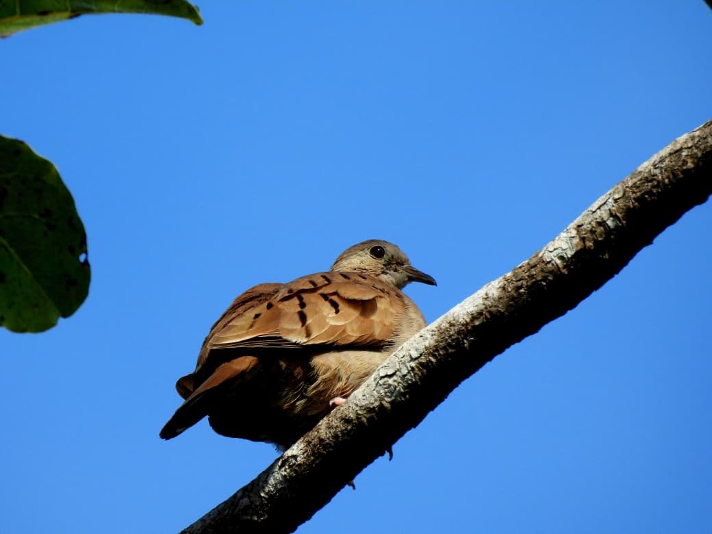 A brown bird sitting on a tree branch against a clear blue sky.