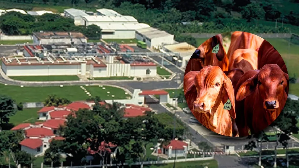 An aerial view of an agricultural research facility with an inset image of brown cattle in a circular frame.$#$ CAPTION