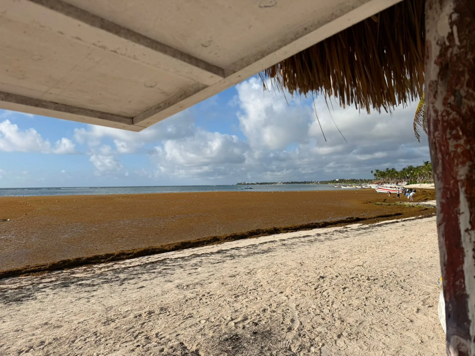 Workers using shovels and rakes to clear sargassum from the shoreline in Akumal, Quintana Roo
