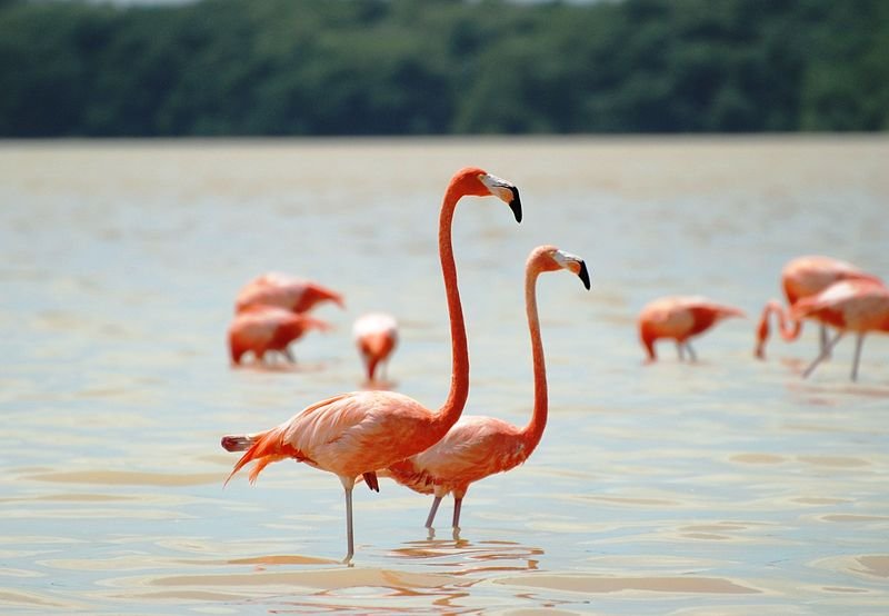 american flamingos
