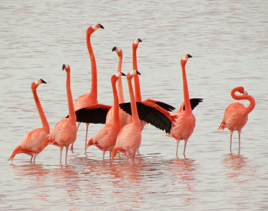 american flamingos in yucatan