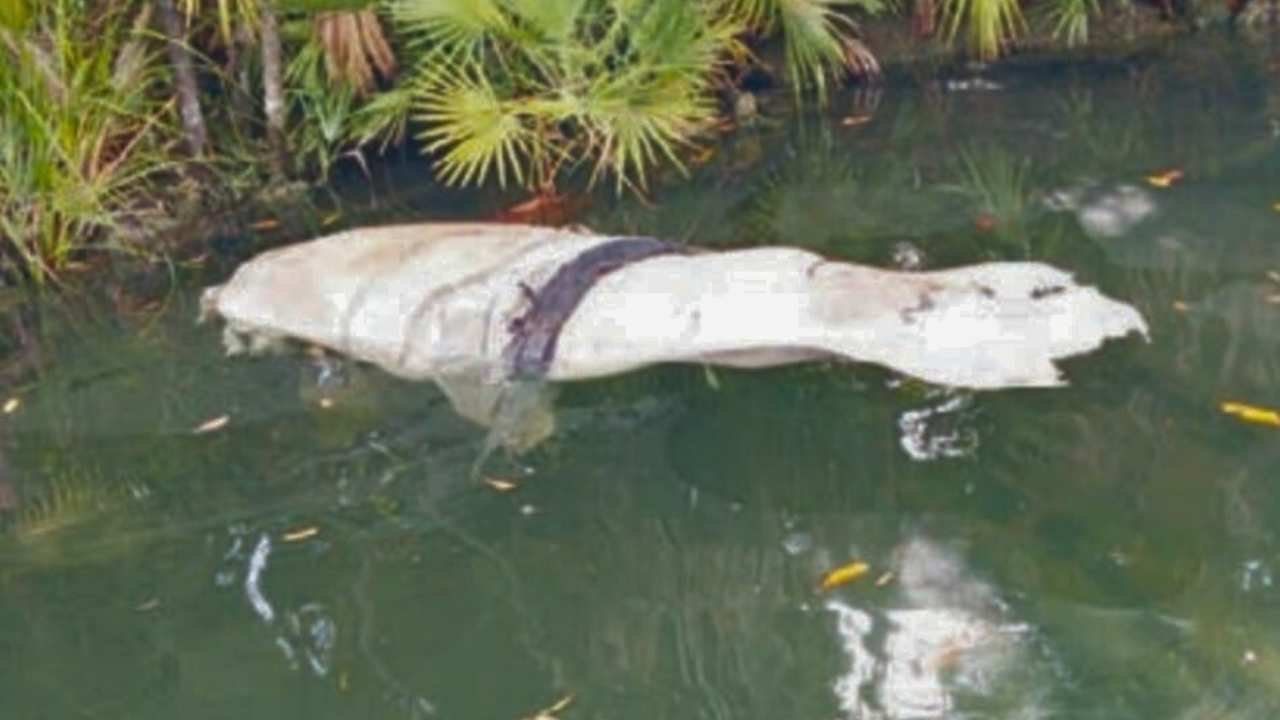 An Antillean manatee swimming in the waters of Chetumal Bay, Quintana Roo