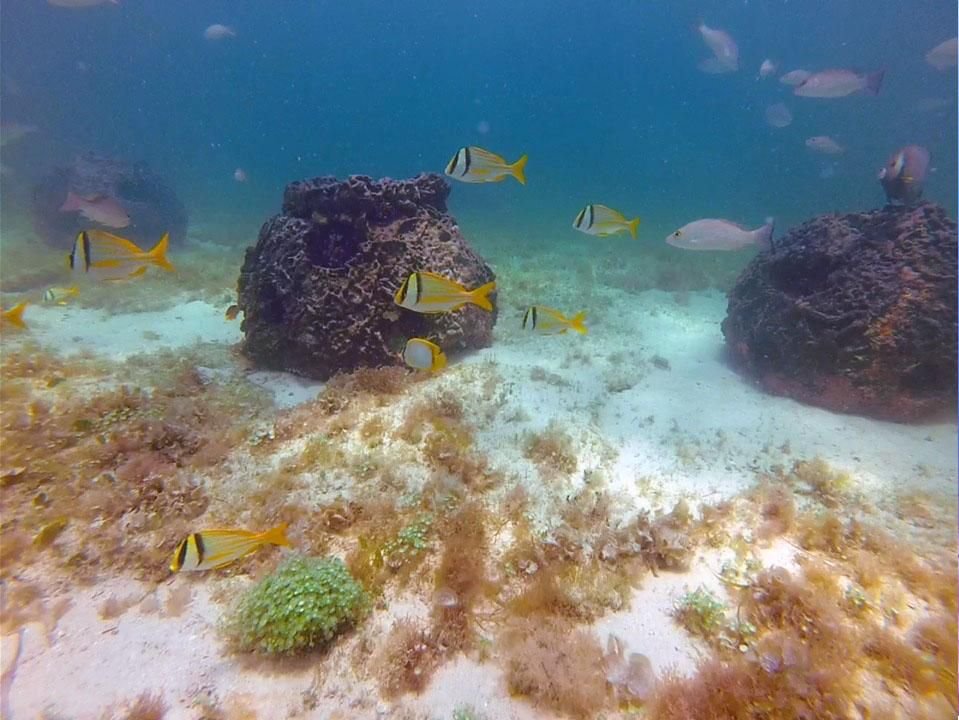 Workers installing artificial reef structures off the coast of Rio Lagartos, Yucatan