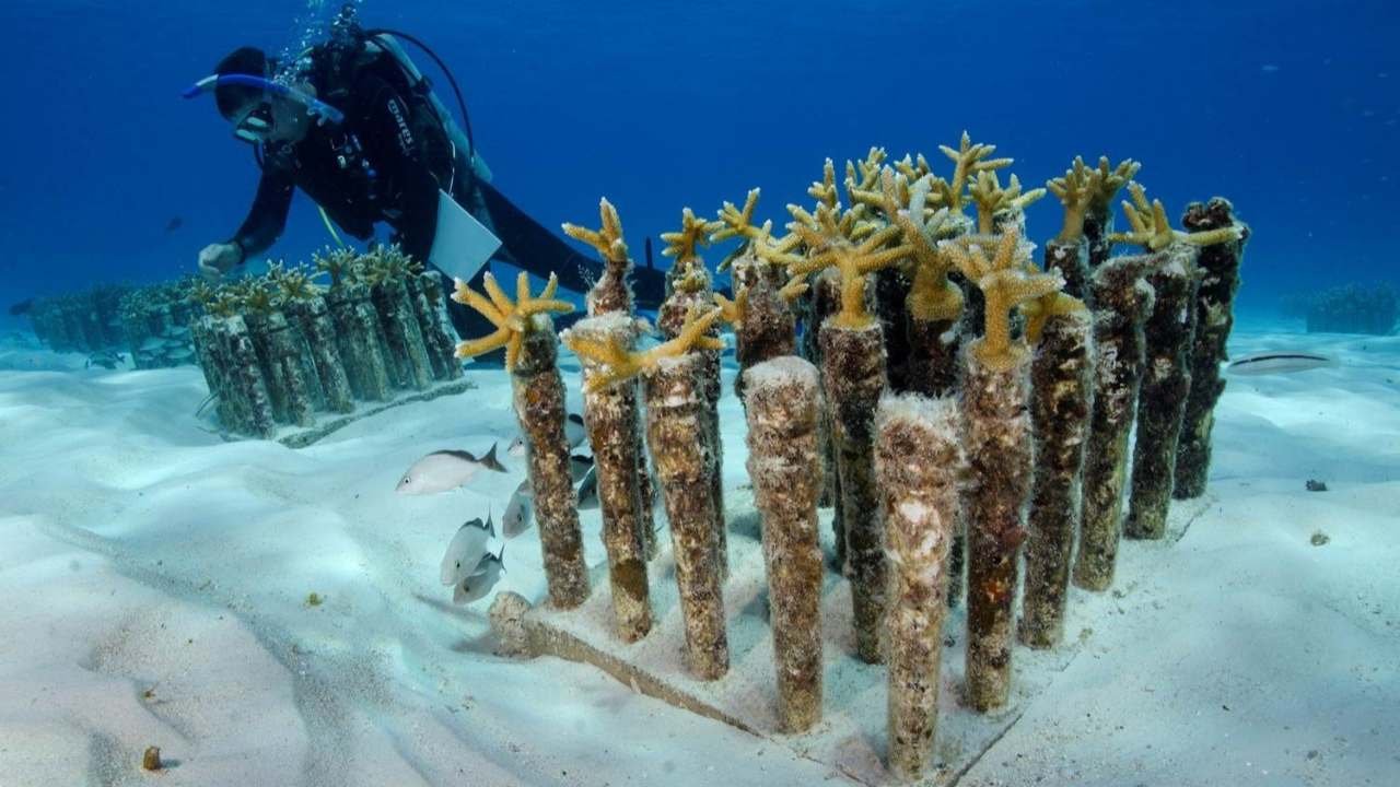 Aerial view of the reef area in the Costa Occidental de Isla Mujeres, Punta Cancún y Punta Nizuc National Park where new artificial reefs are planned