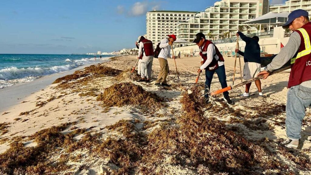 Workers cleaning up seaweed from a beach shoreline with ocean waves and resorts in the background