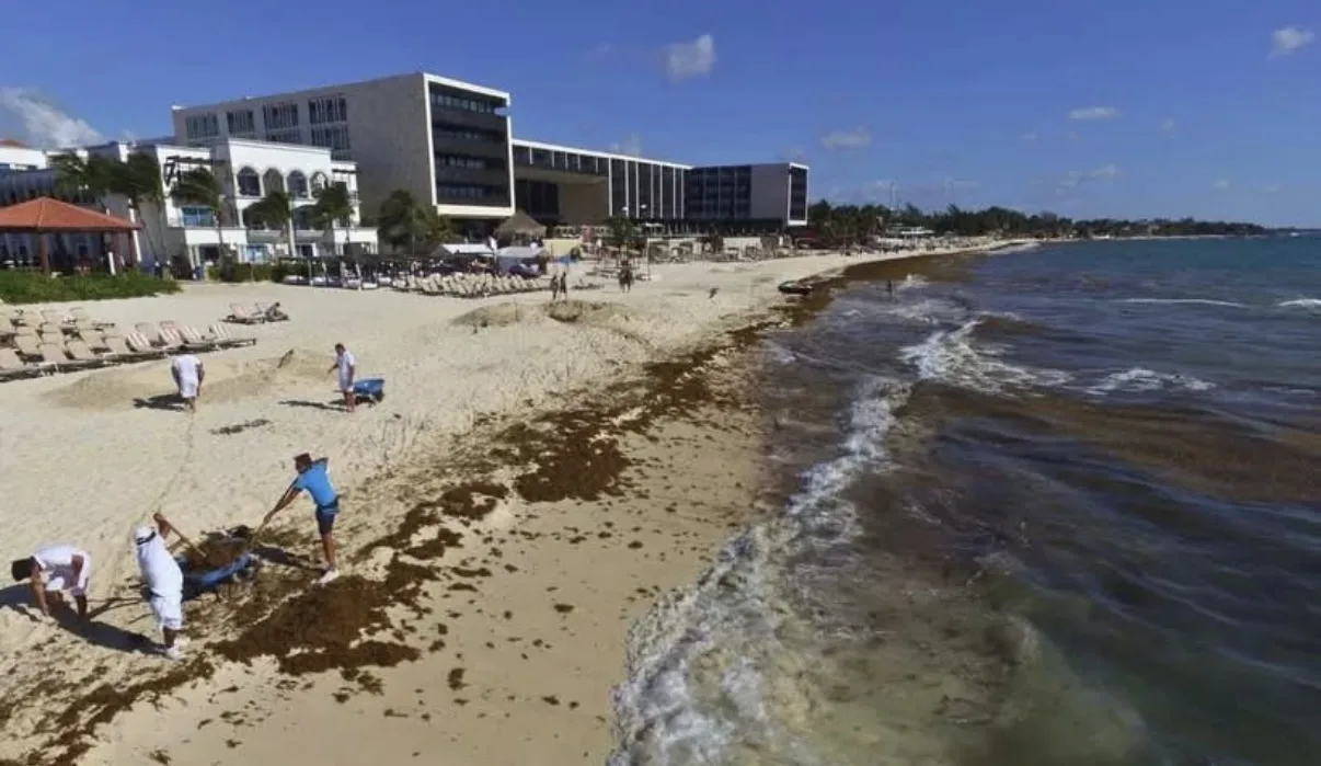 Workers cleaning seaweed from the beach near hotel resorts along the shoreline on a sunny day