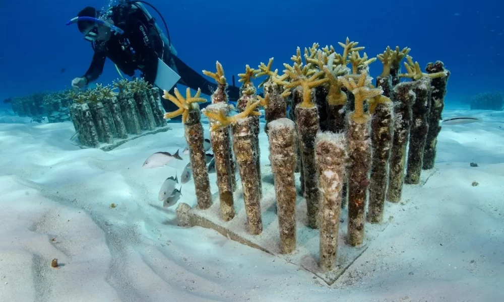 Aerial view of the Costa Occidental Isla Mujeres–Punta Cancún–Punta Nizúc marine park in Mexico
