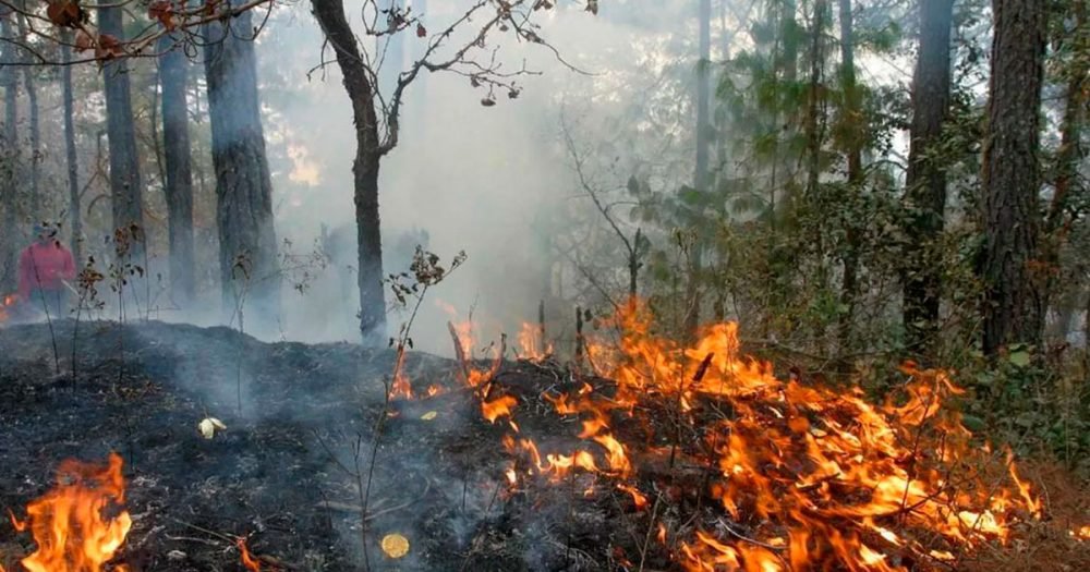 Aerial view showing smoke rising from a fire in Cancún's jungle area