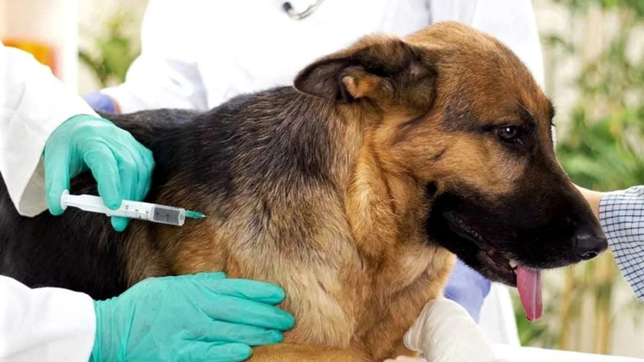 A veterinarian administers a rabies vaccine to a dog at a clinic in Cancún
