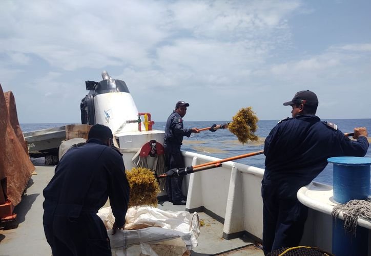 A conceptual image showing a barge collecting sargassum seaweed offshore from Cancún's coastline.