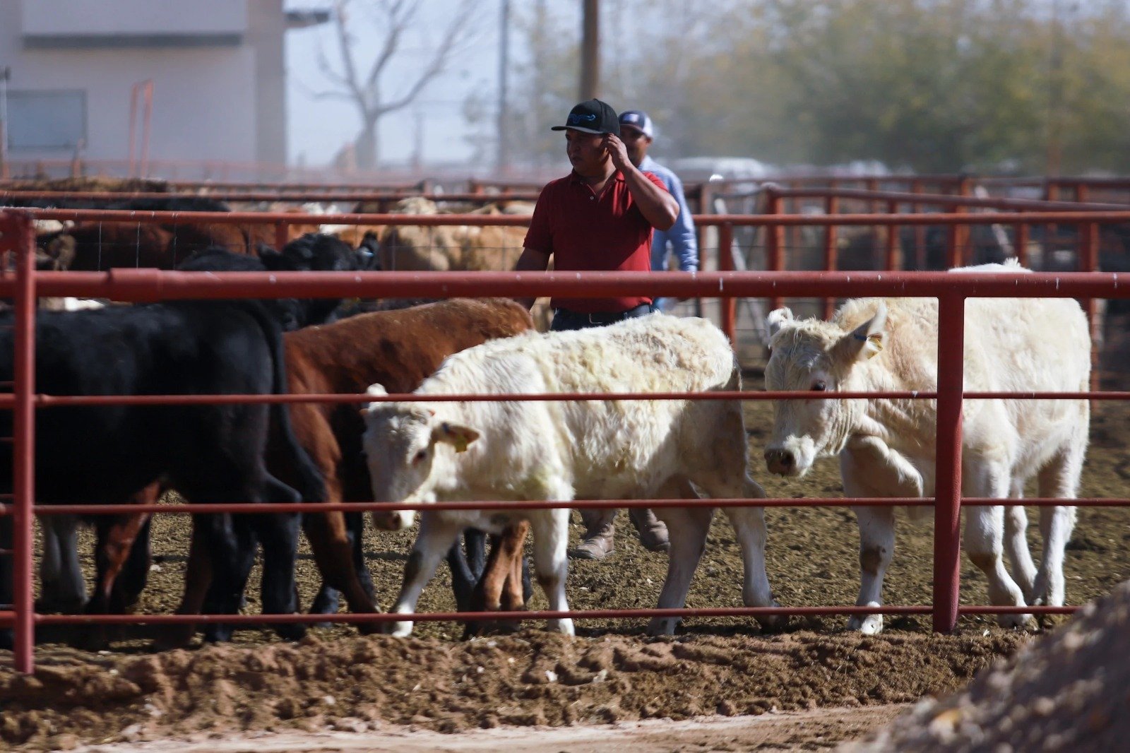 Cattle crossing the border between Sonora, Mexico, and Arizona, USA