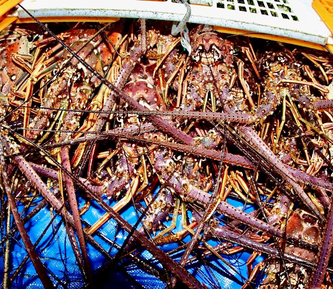 A fishing boat in Cozumel waters, with lobster traps visible on deck