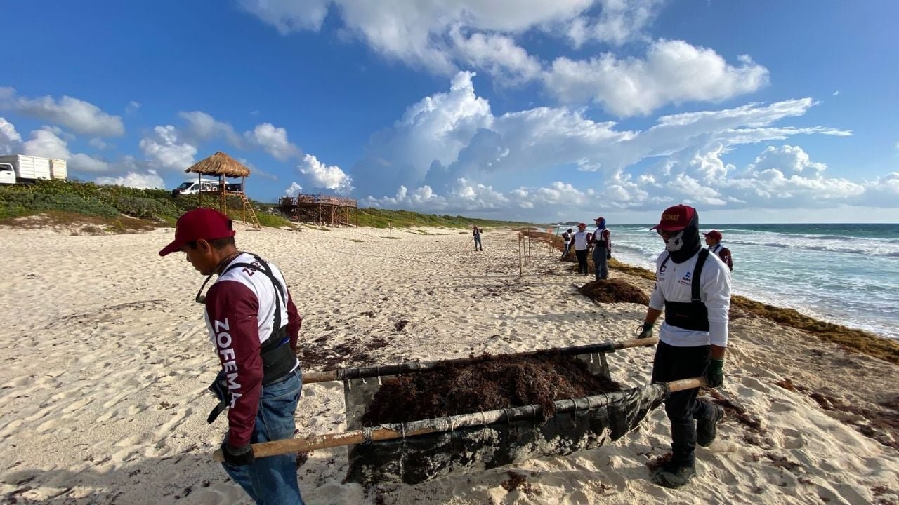 A view of Cozumel's coastline showing early sargassum accumulations and observation towers used for monitoring