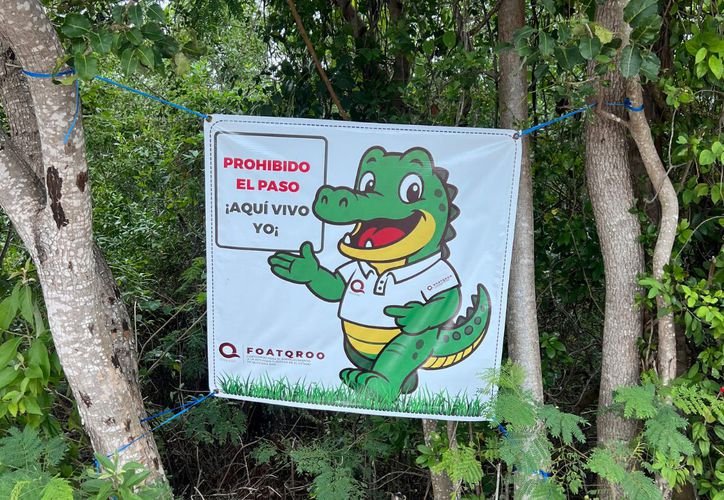 A crocodile swimming in a lagoon in Cancun, Quintana Roo