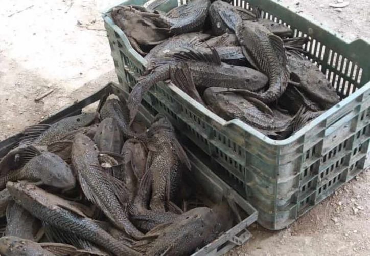 A devil fish, an invasive species threatening aquatic biodiversity in Quintana Roo, Mexico