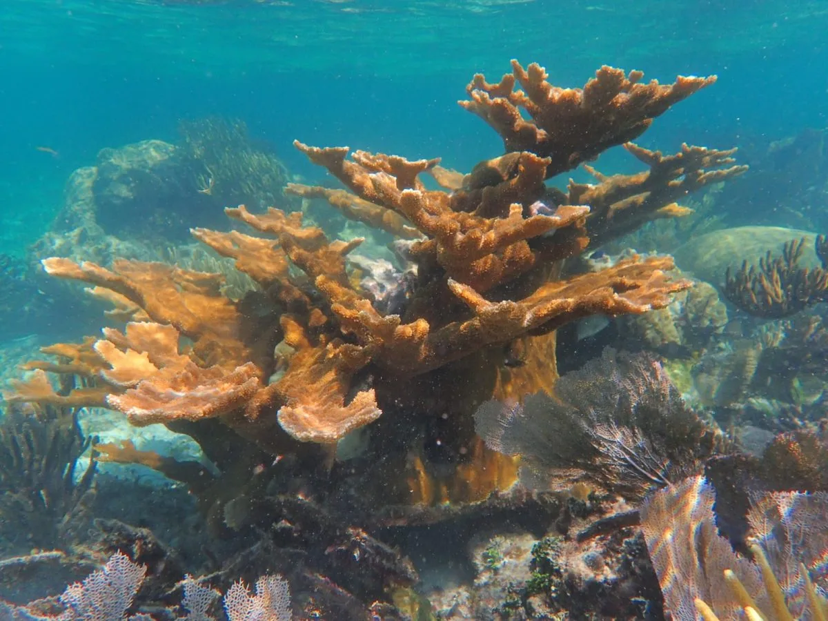 Elkhorn coral in Cozumel, a critically endangered species that forms natural breakwaters