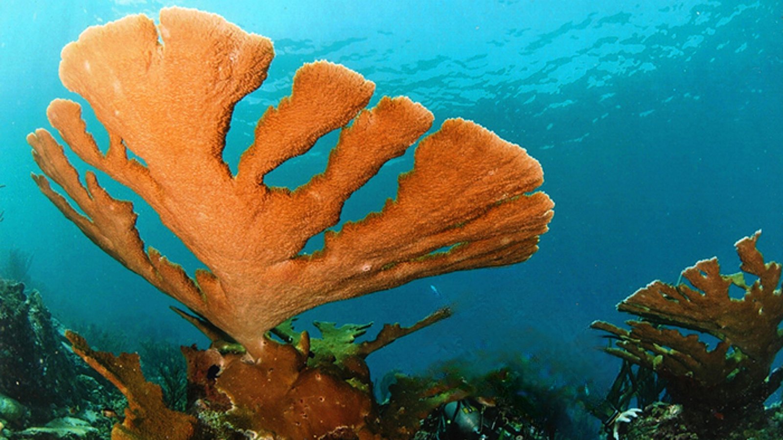 Elkhorn coral in Cozumel's Caribbean waters showing signs of stress