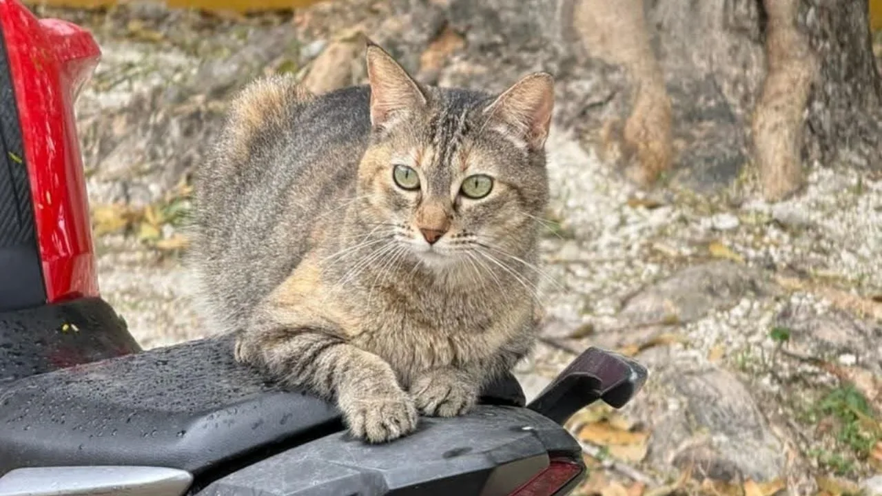 Environmental officials warn about the impact of feral cats on Cozumel's native wildlife
