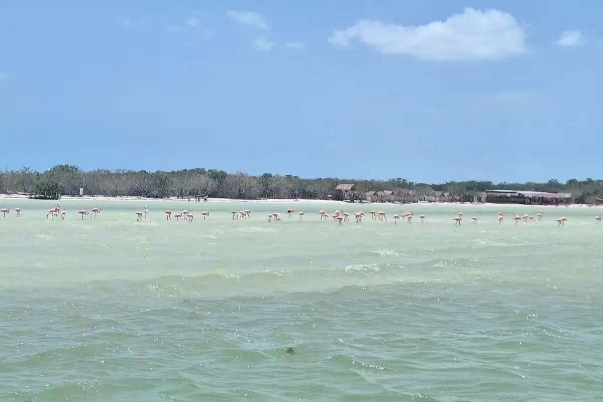 A flock of flamingos in a wetland area on Holbox Island, Mexico
