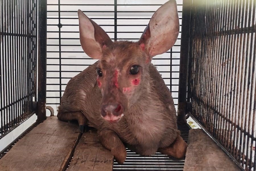 An injured deer being rescued by authorities in Cancún after a feral dog attack