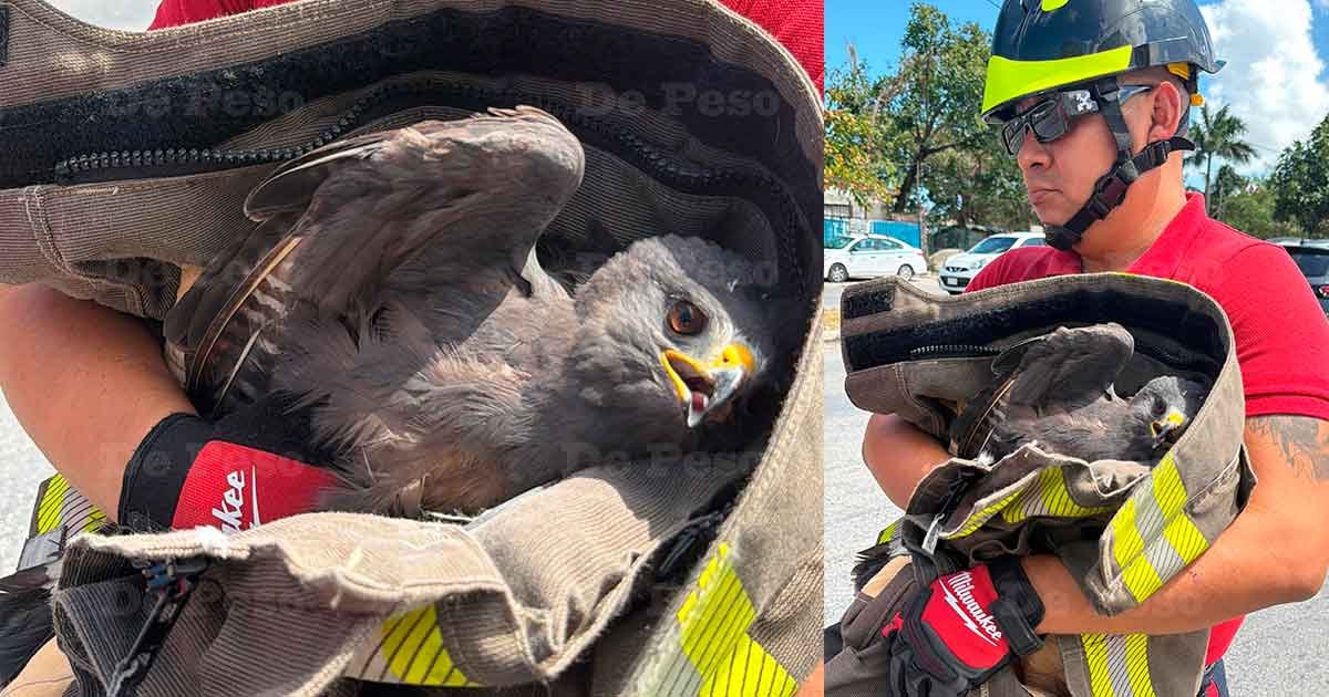 Firefighters rescue an injured eagle from a median on Costa Maya Avenue in Cancún, Mexico.