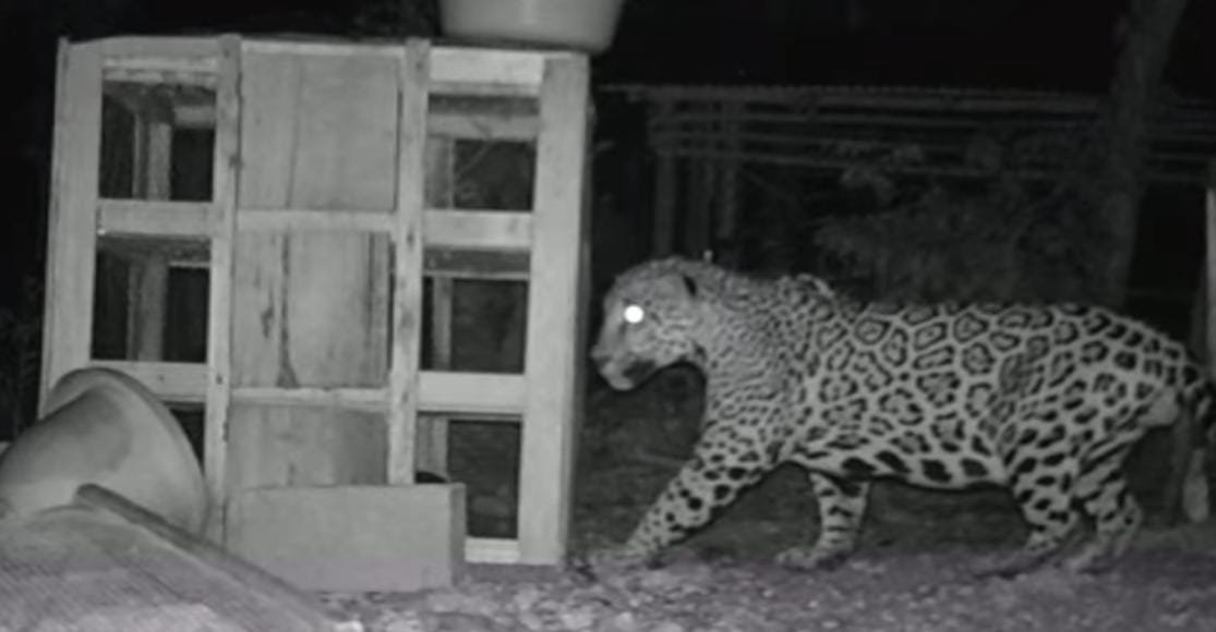 A jaguar in the wild, illustrating the predator's presence in Quintana Roo