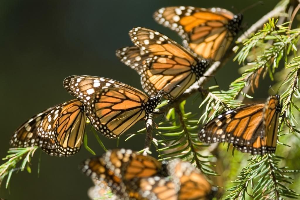 A monarch butterfly perched on a flower, representing the species threatened by climate change in Mexico