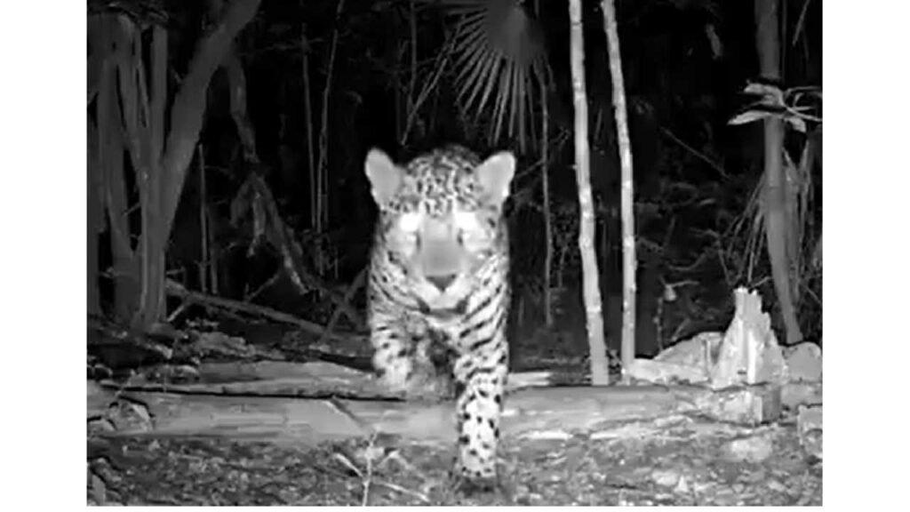 A jaguar captured in motion by a camera trap in a dark forest setting.