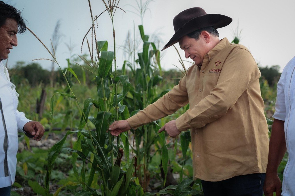 Two men inspecting corn plants in a field, one pointing to the crop while another observes.$#$ CAPTION