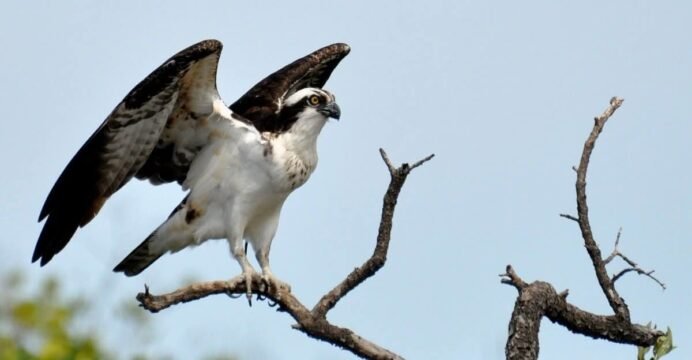 Osprey chicks in a nest in Cozumel, documented during a three-year monitoring program
