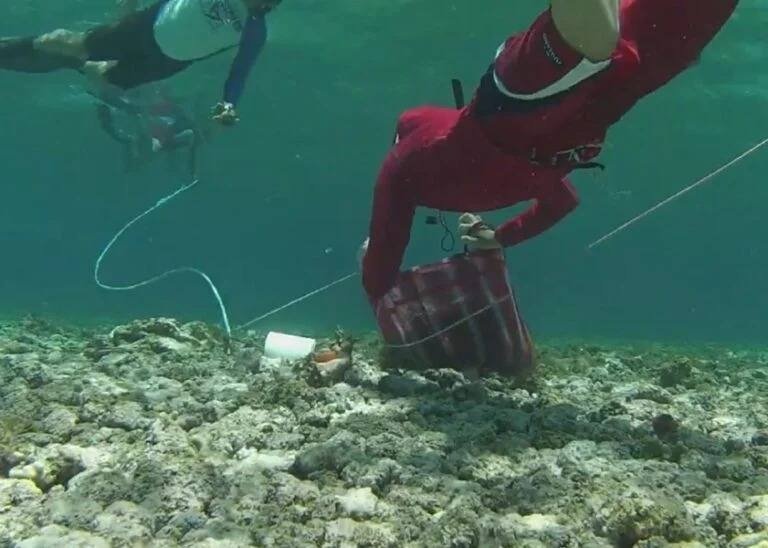 A pink conch shell on a boat deck in the Chinchorro Bank reserve