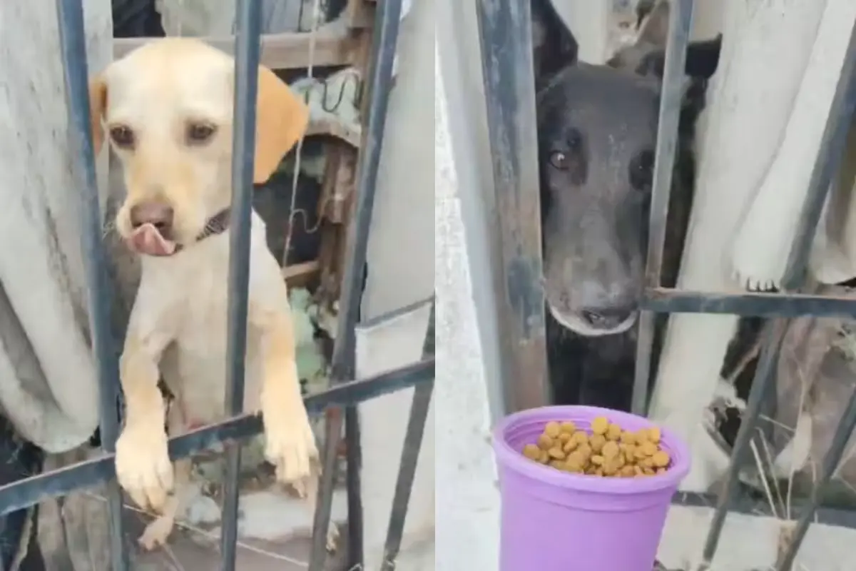 Two dogs reportedly left without proper care inside a residence in the Marsella 2 neighborhood of Playa del Carmen, Quintana Roo.