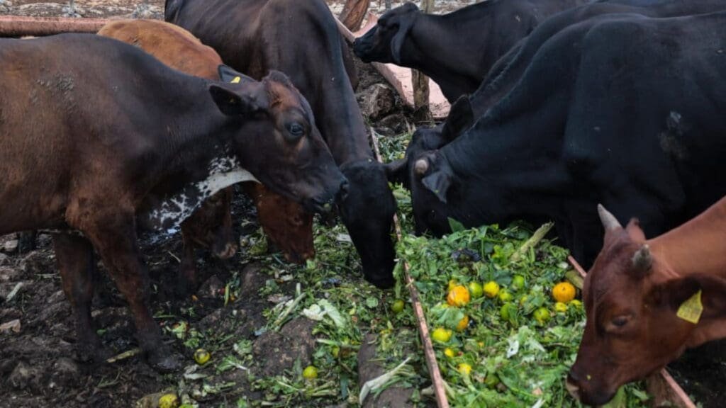Municipal officials from Playa del Carmen touring a local farm