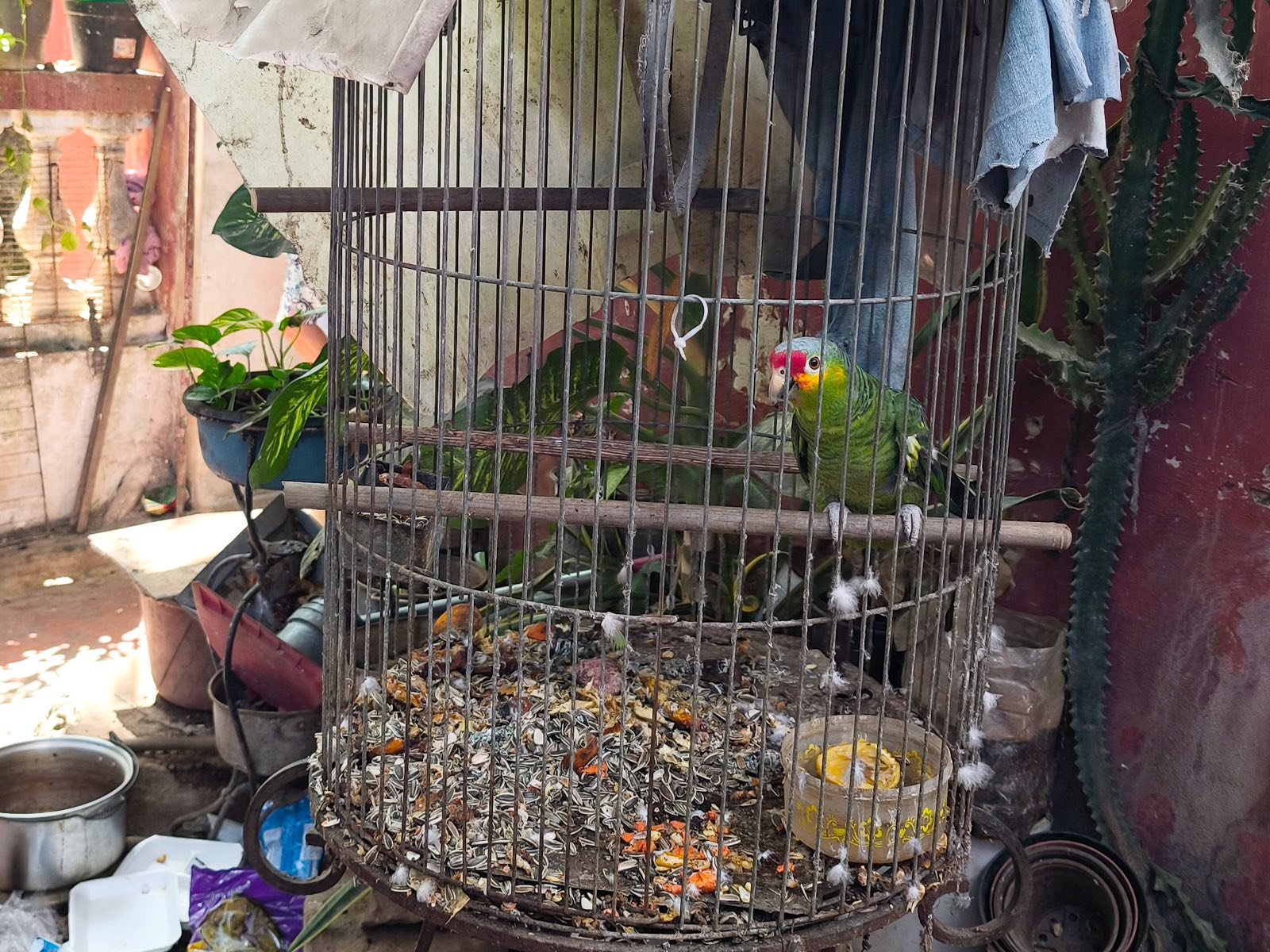 Mexican environmental officials inspecting seized wildlife in Yucatan