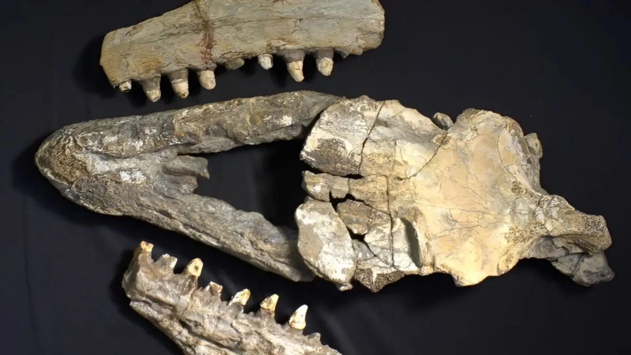 Illustration of the newly discovered mosasaur species Prognathodon cipactli swimming in ancient seas