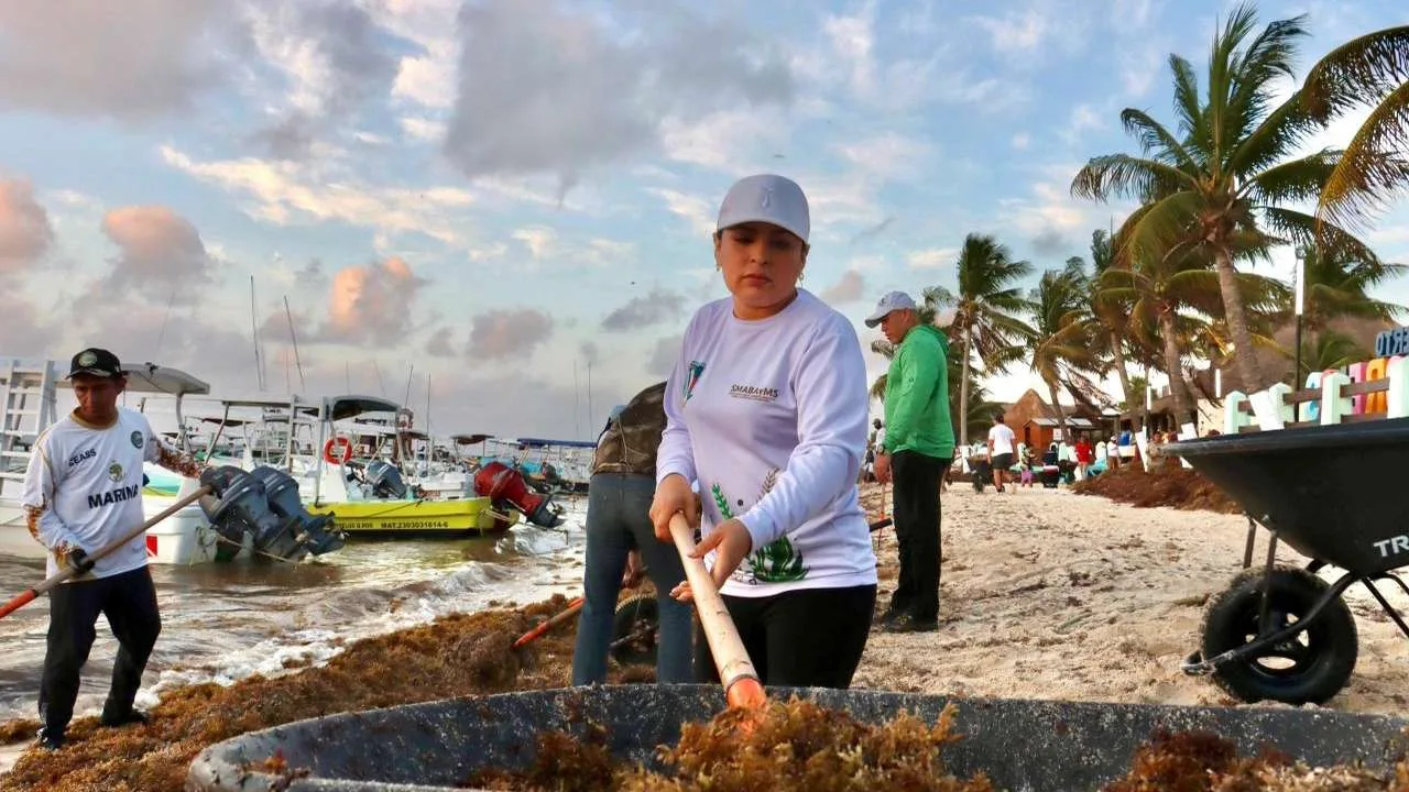 Municipal workers and Mexican Navy personnel cleaning sargassum from Ventana al Mar beach in Puerto Morelos