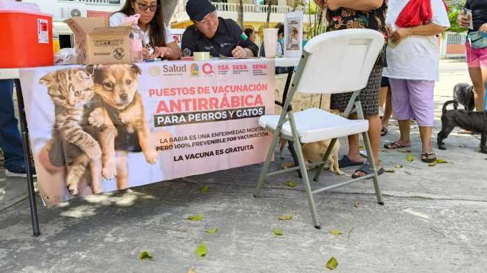A veterinarian administers a rabies vaccine to a dog at a vaccination module in Playa del Carmen