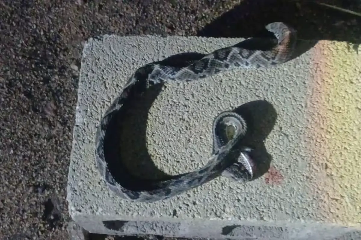 A rattlesnake bite incident at a home in Cabichén, Yucatán
