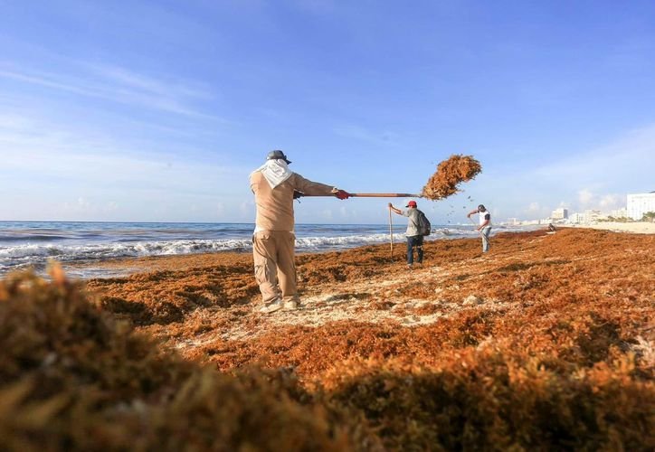 Royal Caribbean officials and local authorities discuss sargassum mitigation efforts on a beach in Mahahual, Quintana Roo.